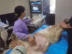 -康旭宠物医院(郑州总院)