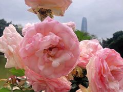 -人民公园(罗湖区)