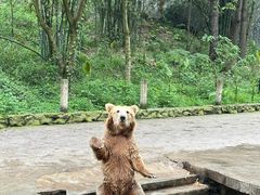 -贵州森林野生动物园