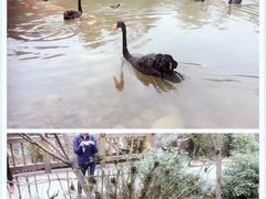 -成都大熊猫繁育研究基地