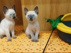 -欣宠猫屋·矮脚拿破仑·蓝金金渐层