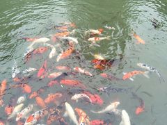 -常熟方塔园