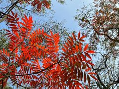 -上海共青森林公园