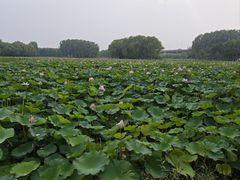 -东郊湿地公园