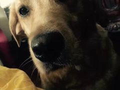 -爱侣宠医·鹦鹉专科·小型哺乳类·异宠专科(灵石路店)