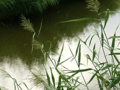 -白渔泡湿地公园