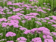 -青藏高原野生动物园