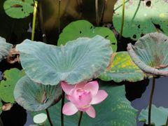-荔湾湖公园