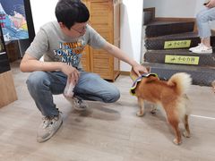 -柴迷FANS CLUB·柴犬狗咖·猫咖