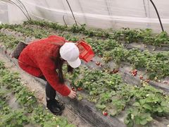 -喜杨洋草莓采摘园
