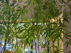 -一捞鲜•青岛大虾面(八大关店)