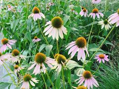 -西湖风景区-江洋畈生态公园