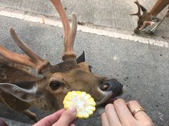 -清迈夜间动物园