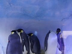 -海合安成都极地海洋公园