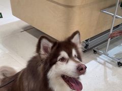 -帕帕拉兹宠物(亚洲旗舰店)