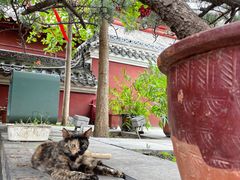 -长春观