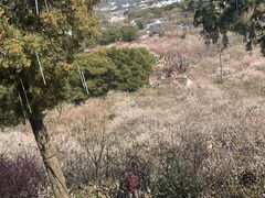 -香雪海