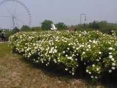 -石家庄市植物园