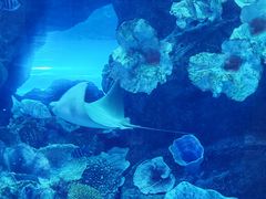 -迪拜水族馆及水下动物园