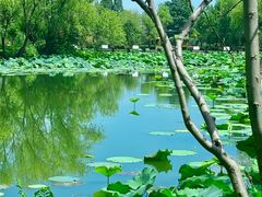 -长兴太湖图影湿地文化园