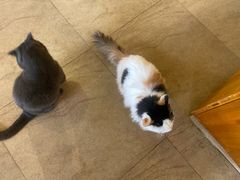 -猫咖时代(中山亭店)