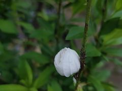 -正宗火盆自助烧烤·烤全羊·柴火鸡(龙泉山店)