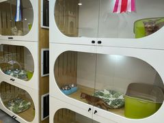 -青奢宠物·青奢猫舍