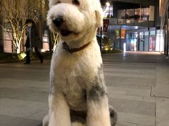 -瑞鹏宠物医院·眼科·皮肤·中兽医(大悦城分院)