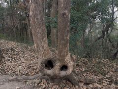 -上海佘山国家森林公园天马山园