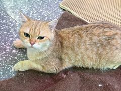 -大型宠物商超·宠海王国·宠物猫狗活体·用品·美容(新世界百货重庆店)