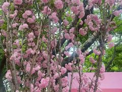 -观澜湖生态运动公社