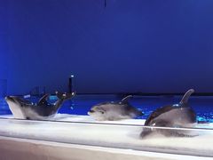 -上海海昌海洋公园-停车场