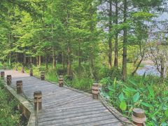 -桤木河湿地公园