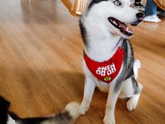 -Husky Go! 哈士奇体验馆·宠物咖啡厅狗咖