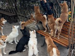-柴犬高等学院·狗咖·柴犬售卖·宠物训练