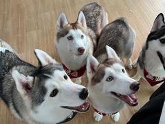 -Husky Go! 哈士奇体验馆·宠物咖啡厅狗咖