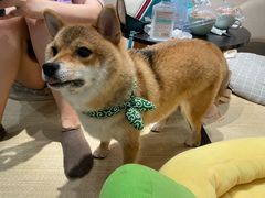 -逗柴咖啡屋·狗咖猫咖宠物桌游