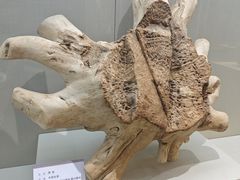 -中国沉香文化博物馆