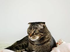 -纳吉亚猫专科动物诊疗中心(蒋宅口分院)