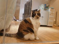 -Pets First伊珊娜洗护·精致美容·家庭式寄养(新会路店)