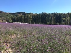 -紫海香堤香草艺术庄园