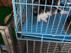 -中环花鸟鱼虫市场
