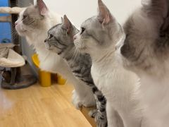 -有喵·猫咖·狗咖·30几只猫10只小狗(岗厦店)
