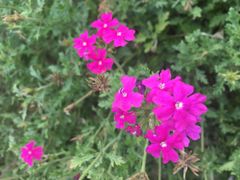 -武清南湖绿博园