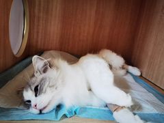-谐和贝康宠物医院24小时·宠保定点(急重症转诊中心)