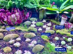-中国科学院西双版纳热带植物园