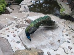 -燕塞湖鸟语林景区
