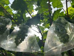 -马陆小张葡萄园农家乐