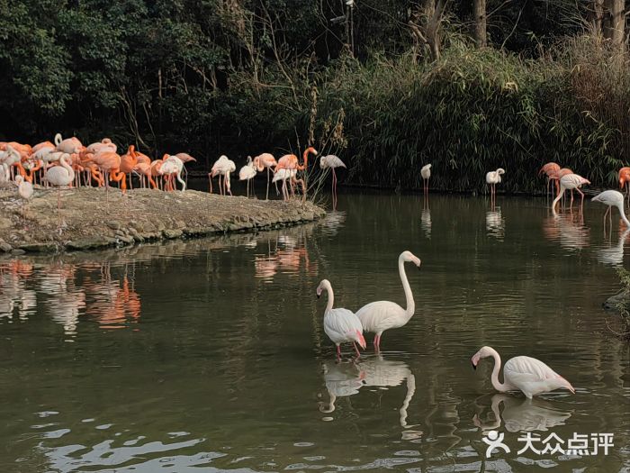 上海野生动物园图片
