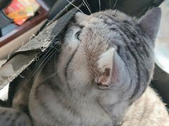 -宠福鑫康馨动物医院·骨科·眼科